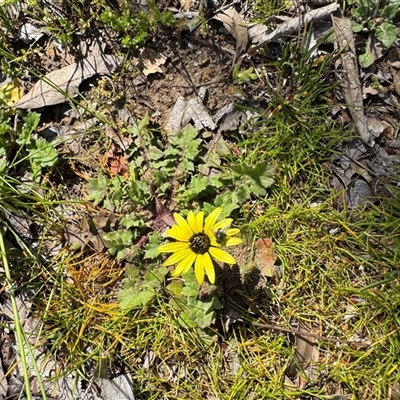 Arctotheca calendula (Capeweed, Cape Dandelion) at Dickson, ACT - 30 Sep 2025 by Hejor1
