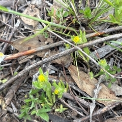 Triptilodiscus pygmaeus (Annual Daisy) at Whitlam, ACT - 30 Sep 2025 by KaiDewPHD