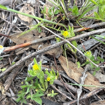 Triptilodiscus pygmaeus (Annual Daisy) at Whitlam, ACT - 30 Sep 2025 by KaiDewPHD