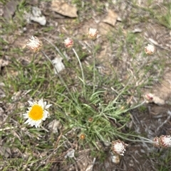 Leucochrysum albicans subsp. tricolor (Hoary Sunray) at Whitlam, ACT - 30 Sep 2025 by KaiDewPHD