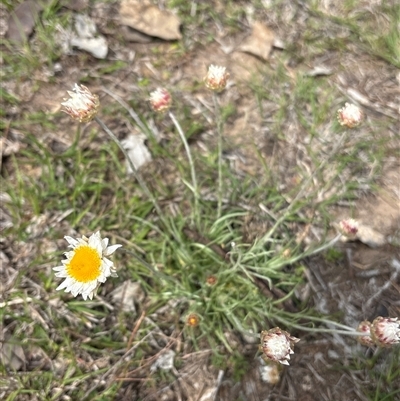 Leucochrysum albicans subsp. tricolor (Hoary Sunray) at Whitlam, ACT - 30 Sep 2025 by KaiDewPHD