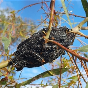 Perga sp. (genus) (Sawfly or Spitfire) at Lyons, ACT - 29 Sep 2025 by jmcleod