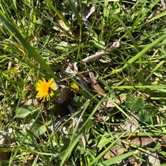 Taraxacum sect. Taraxacum (Dandelion) at Dickson, ACT - 30 Sep 2025 by Hejor1