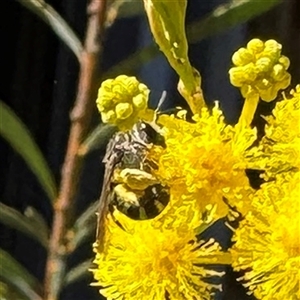 Lipotriches sp. (genus) (Halictid bee) at Dickson, ACT - 30 Sep 2025 by Hejor1