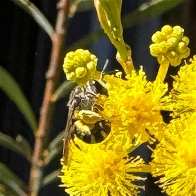 Lipotriches sp. (genus) (Halictid bee) at Dickson, ACT - 30 Sep 2025 by Hejor1