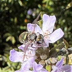 Lipotriches sp. (genus) (Halictid bee) at Dickson, ACT - 30 Sep 2025 by Hejor1