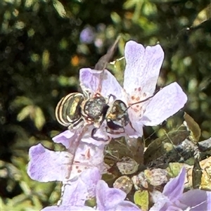 Lipotriches sp. (genus) (Halictid bee) at Dickson, ACT - 30 Sep 2025 by Hejor1