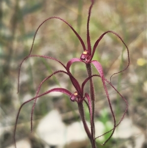 Caladenia filamentosa (Daddy Long-legs) by Csteele4