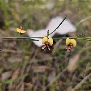 Templetonia stenophylla at Coolamon, NSW - 30 Sep 2025 by Csteele4