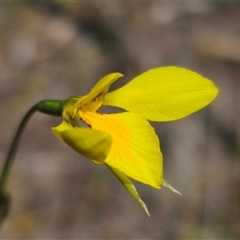 Diuris amabilis by Csteele4