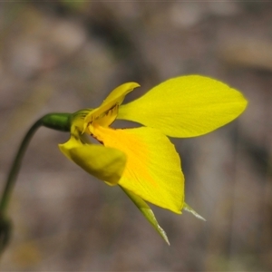 Diuris amabilis by Csteele4