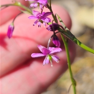 Arthropodium minus at Boree Creek, NSW - 29 Sep 2025 by Csteele4