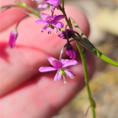 Arthropodium minus at Boree Creek, NSW - 29 Sep 2025 by Csteele4