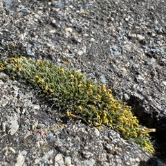 Grimmia sp. at Dickson, ACT - 30 Sep 2025 by Hejor1