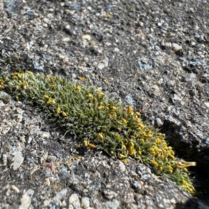 Grimmia sp. at Dickson, ACT - 30 Sep 2025 by Hejor1