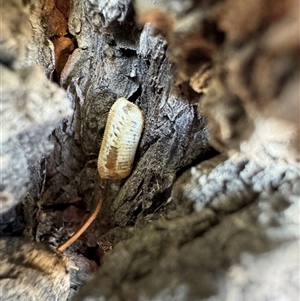 Blattodea (order) (Unidentified cockroach) at Dickson, ACT - 30 Sep 2025 by Hejor1