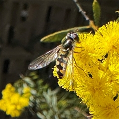 Simosyrphus grandicornis (Common hover fly) at Dickson, ACT - 30 Sep 2025 by Hejor1