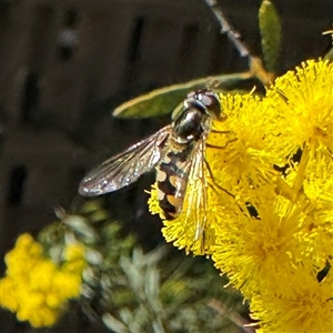 Simosyrphus grandicornis (Common hover fly) at Dickson, ACT - 30 Sep 2025 by Hejor1