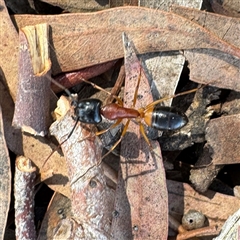 Camponotus consobrinus (Banded sugar ant) at Dickson, ACT - 30 Sep 2025 by Hejor1