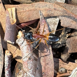 Camponotus consobrinus (Banded sugar ant) at Dickson, ACT - 30 Sep 2025 by Hejor1