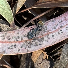 Camponotus aeneopilosus (A Golden-tailed sugar ant) at Dickson, ACT - 30 Sep 2025 by Hejor1