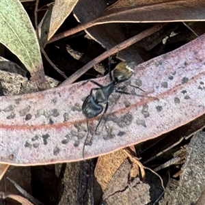 Camponotus aeneopilosus (A Golden-tailed sugar ant) at Dickson, ACT - 30 Sep 2025 by Hejor1