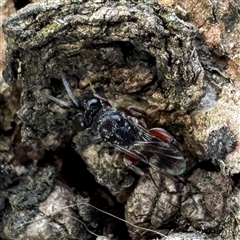 Antrocephalus sp. at Dickson, ACT - 30 Sep 2025 by Hejor1