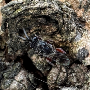 Antrocephalus sp. at Dickson, ACT - 30 Sep 2025 by Hejor1