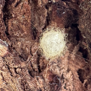 Australomimetus sp. (genus) (Unidentified Pirate spider) at Dickson, ACT - 30 Sep 2025 by Hejor1