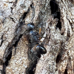Polyrhachis sp. (genus) (A spiny ant) at Dickson, ACT - 30 Sep 2025 by Hejor1
