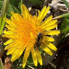Lasioglossum (Chilalictus) sp. (genus & subgenus) (Halictid bee) at Dickson, ACT - 30 Sep 2025 by Hejor1