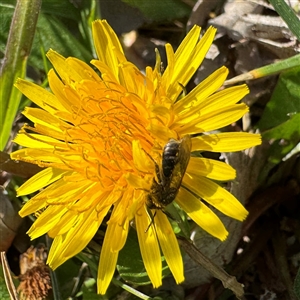 Lasioglossum (Chilalictus) sp. (genus & subgenus) (Halictid bee) at Dickson, ACT - 30 Sep 2025 by Hejor1