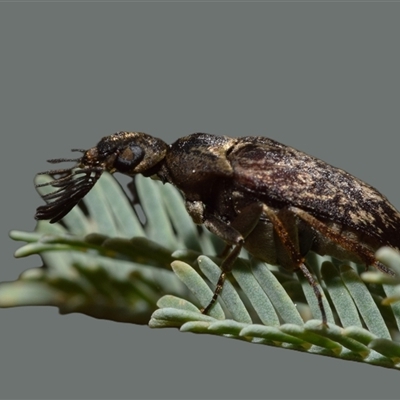 Ptilophorus pruinosus (A wedge beetle) at Jerrabomberra, NSW - 30 Sep 2025 by DianneClarke