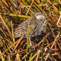 Gallirallus philippensis (Buff-banded Rail) at Kingston, ACT - 30 Sep 2025 by rawshorty