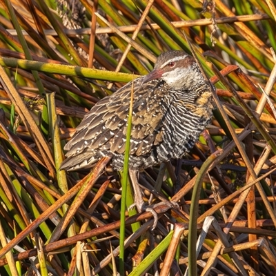 Gallirallus philippensis (Buff-banded Rail) at Kingston, ACT - 30 Sep 2025 by rawshorty
