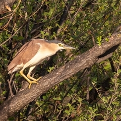 Nycticorax caledonicus (Nankeen Night-Heron) at Fyshwick, ACT - 30 Sep 2025 by rawshorty