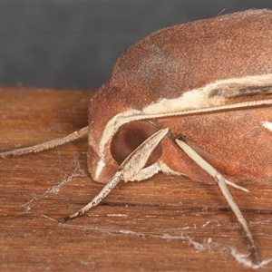 Hippotion scrofa (Coprosma Hawk Moth) at Symonston, ACT - 29 Sep 2025 by rawshorty