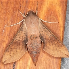 Hippotion scrofa at Symonston, ACT - 29 Sep 2025 07:38 AM