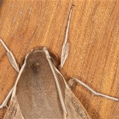 Hippotion scrofa at Symonston, ACT - 29 Sep 2025 07:38 AM