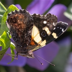 Vanessa itea (Yellow Admiral) at Symonston, ACT - 29 Sep 2025 by rawshorty
