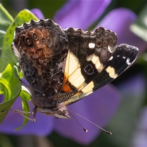 Vanessa itea (Yellow Admiral) at Symonston, ACT - 29 Sep 2025 by rawshorty