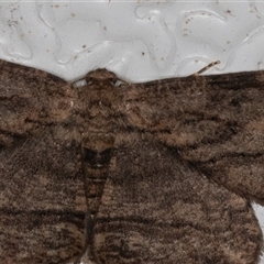 Ectropis excursaria (Common Bark Moth) at Symonston, ACT - 29 Sep 2025 by rawshorty