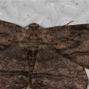 Ectropis excursaria (Common Bark Moth) at Symonston, ACT - 29 Sep 2025 by rawshorty