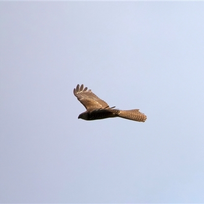 Tachyspiza fasciata (Brown Goshawk) at Yarrow, NSW - 29 Sep 2025 by jb2602