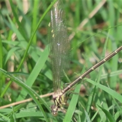 Austroargiolestes icteromelas (Common Flatwing) at Uriarra Village, ACT - 30 Sep 2025 by SandraH