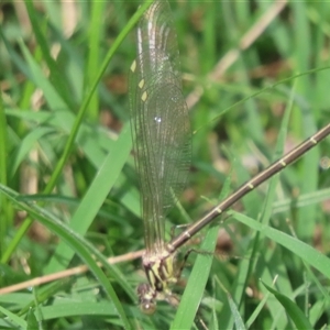 Austroargiolestes icteromelas (Common Flatwing) at Uriarra Village, ACT - 30 Sep 2025 by SandraH