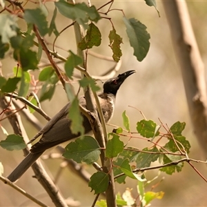 Philemon corniculatus (Noisy Friarbird) at Strathnairn, ACT - 30 Sep 2025 by Thurstan
