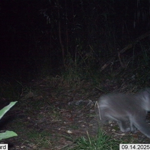 Phascolarctos cinereus (Koala) at Pappinbarra, NSW - 14 Sep 2025 by AngFrost