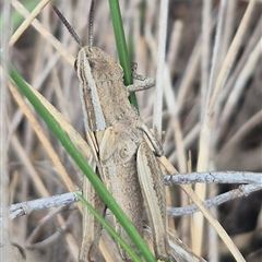 Apotropis tricarinata (Eastern striped grasshopper) by clarehoneydove