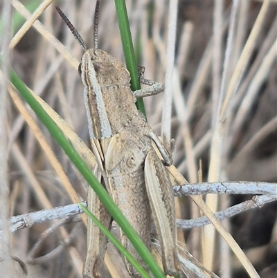 Apotropis tricarinata (Eastern striped grasshopper) at  - suppressed by clarehoneydove
